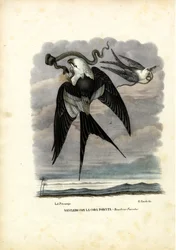 Swallow-tailed Kite, 1863-79
